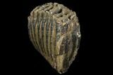Partial Southern Mammoth Molar - Hungary #111855-2